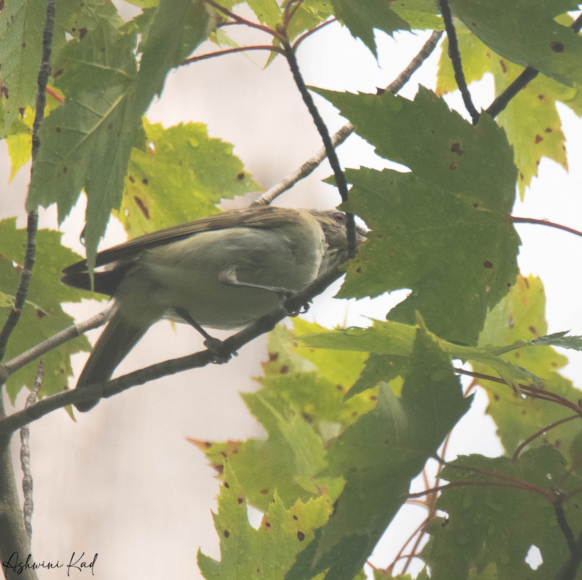 rødøyevireo - ML639636696