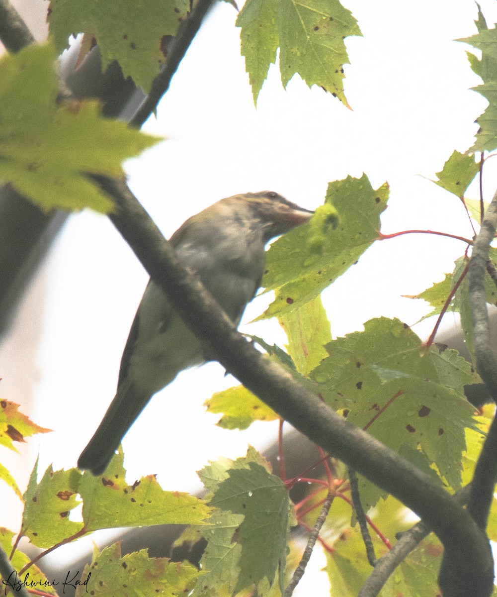 rødøyevireo - ML639636697