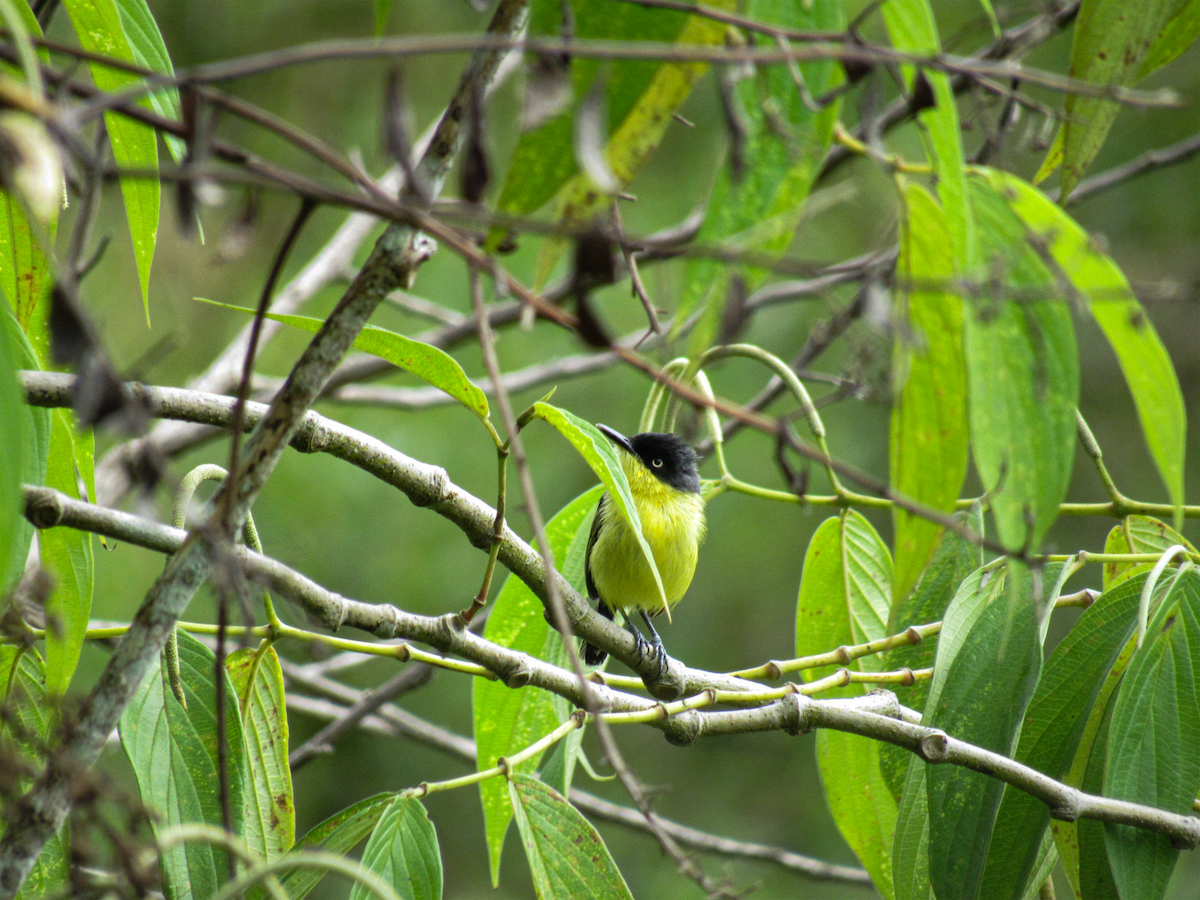 Common Tody-Flycatcher - ML639636840