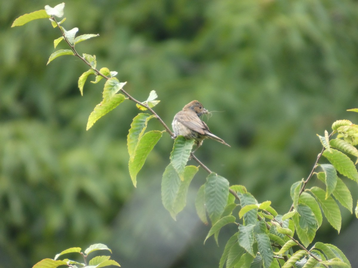 Indigo Bunting - ML639636887