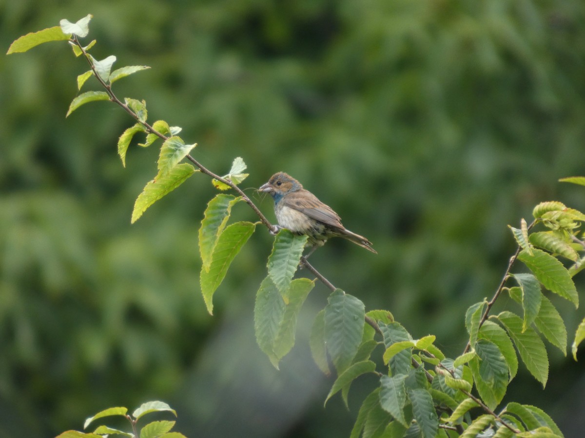 Indigo Bunting - ML639636888