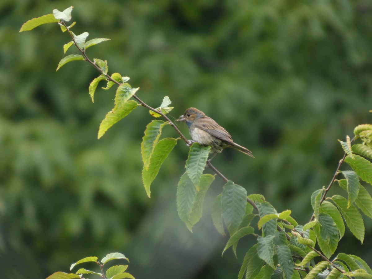 Indigo Bunting - ML639636890