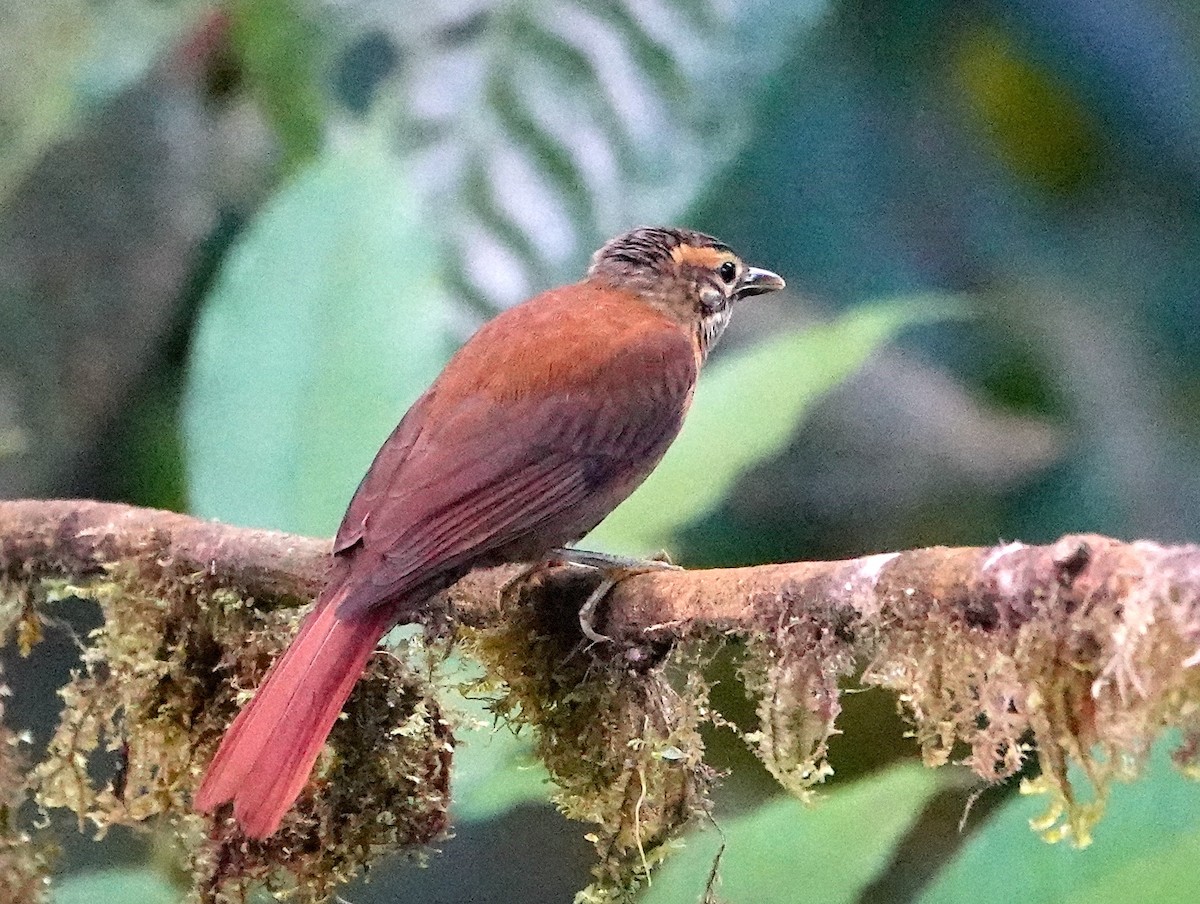 Scaly-throated Foliage-gleaner (Spot-breasted) - ML639636895