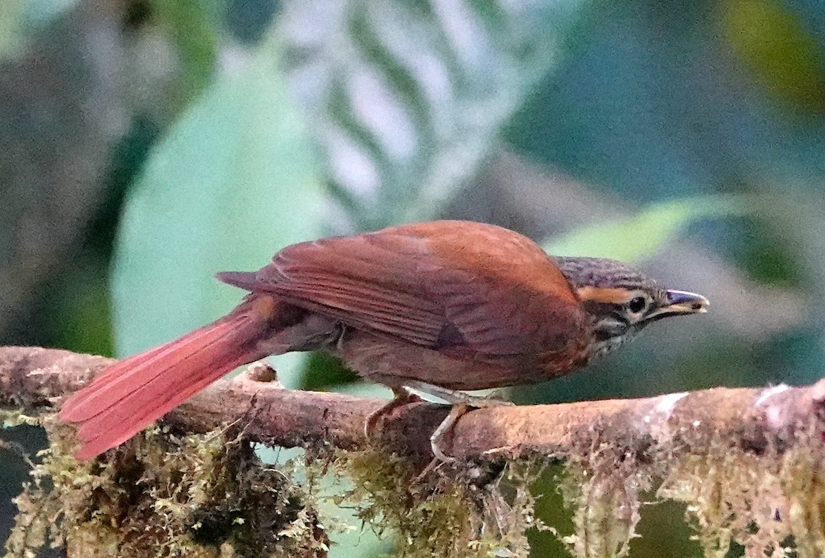 Scaly-throated Foliage-gleaner (Spot-breasted) - ML639636896