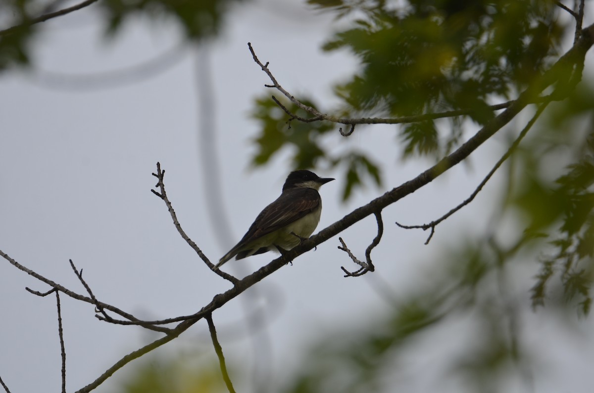 Eastern Kingbird - ML639636898