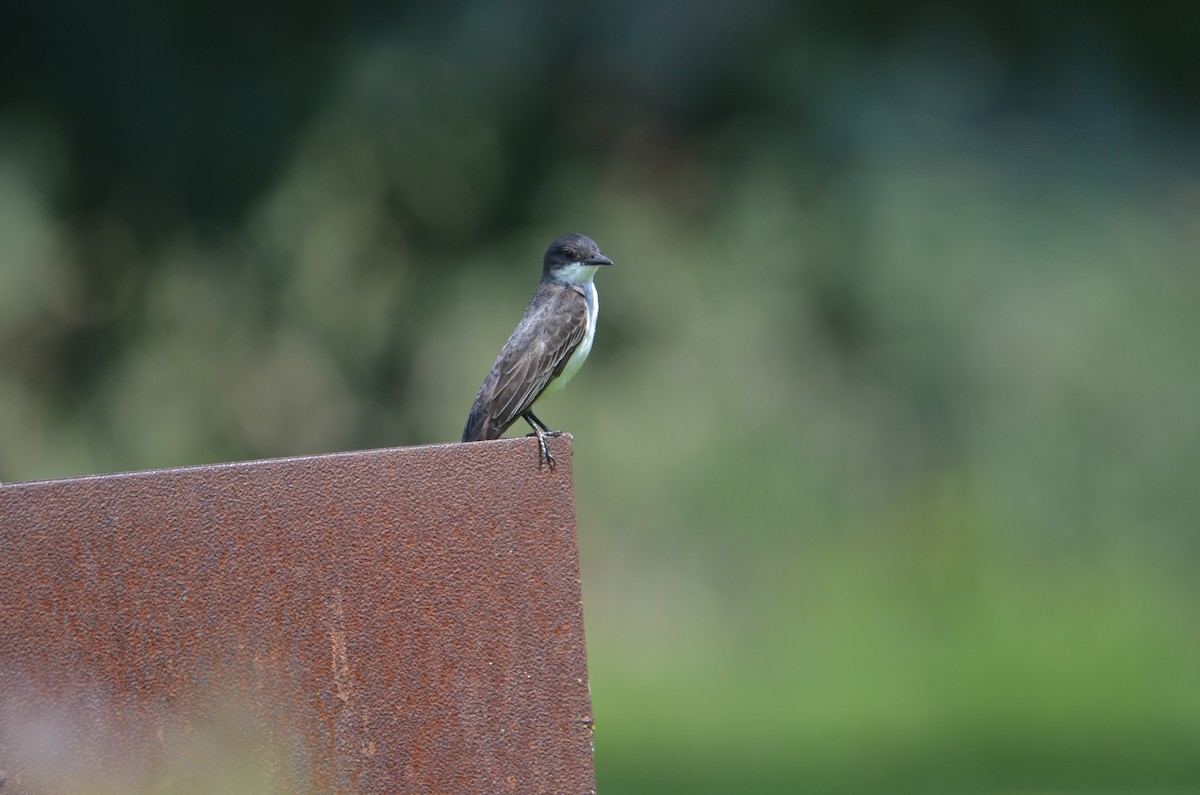 Eastern Kingbird - ML639636899