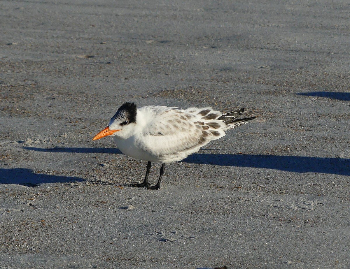 Royal Tern - ML639636900