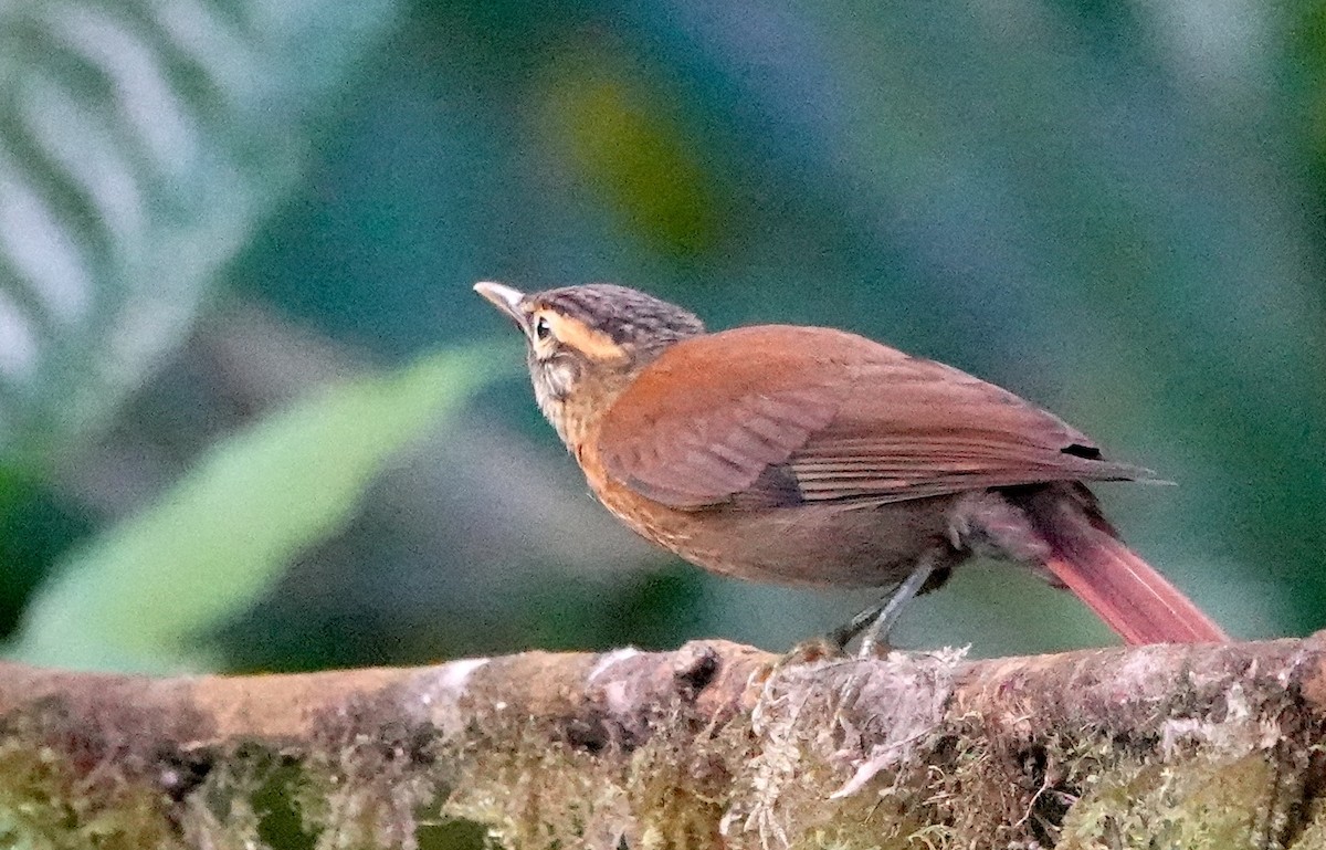 Scaly-throated Foliage-gleaner (Spot-breasted) - ML639636901