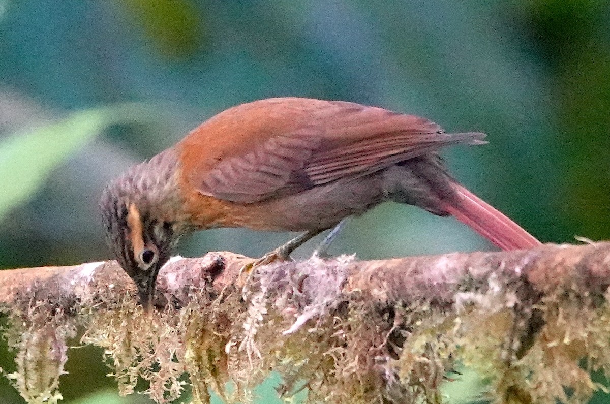 Scaly-throated Foliage-gleaner (Spot-breasted) - ML639636915