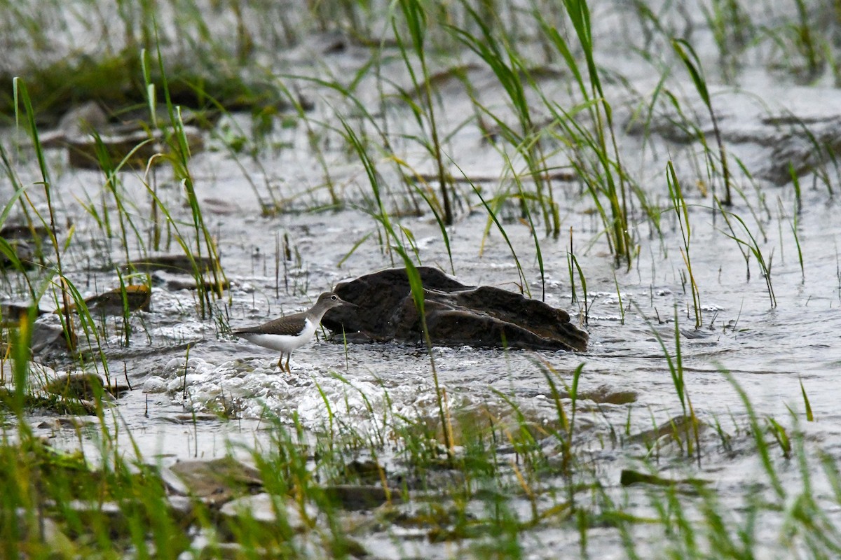 Spotted Sandpiper - ML639636917