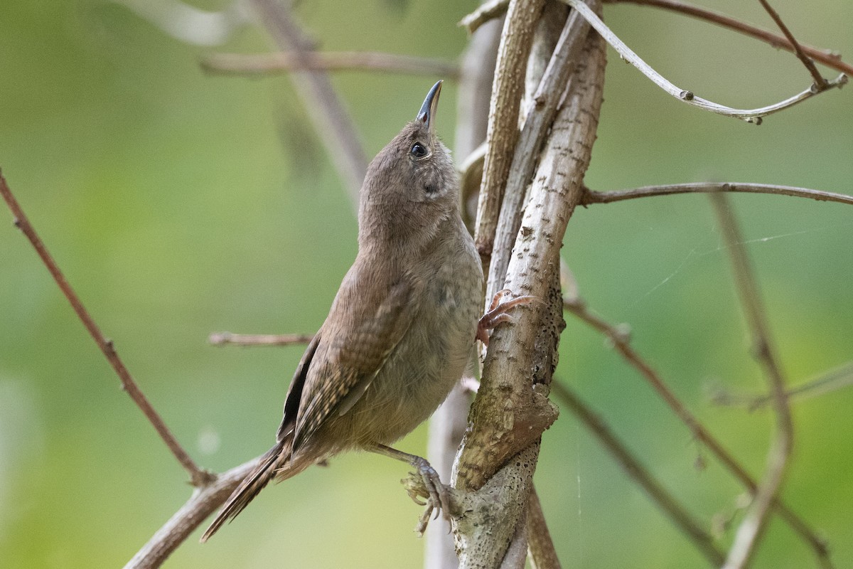 Northern House Wren - ML639636918