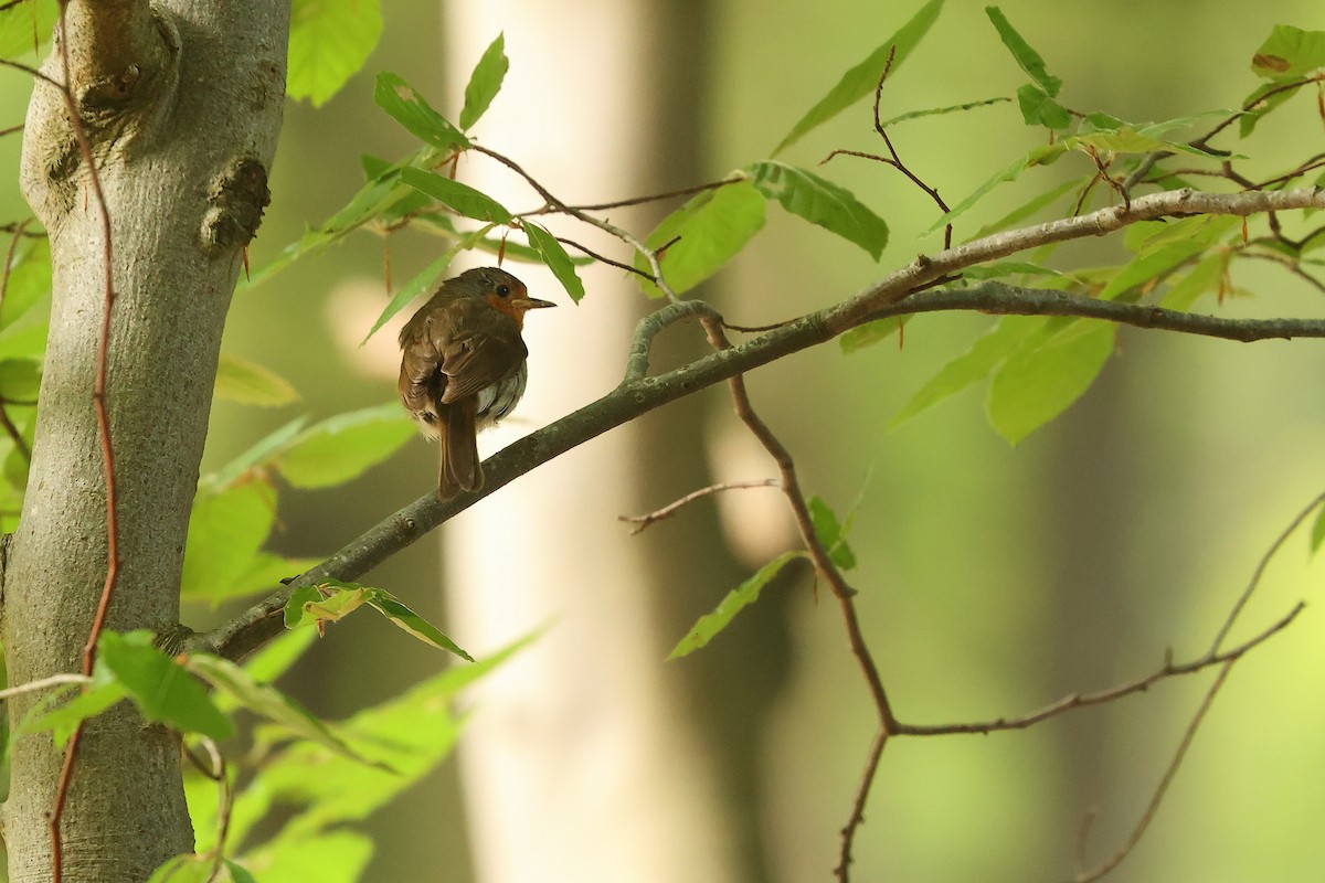 European Robin - ML639636919