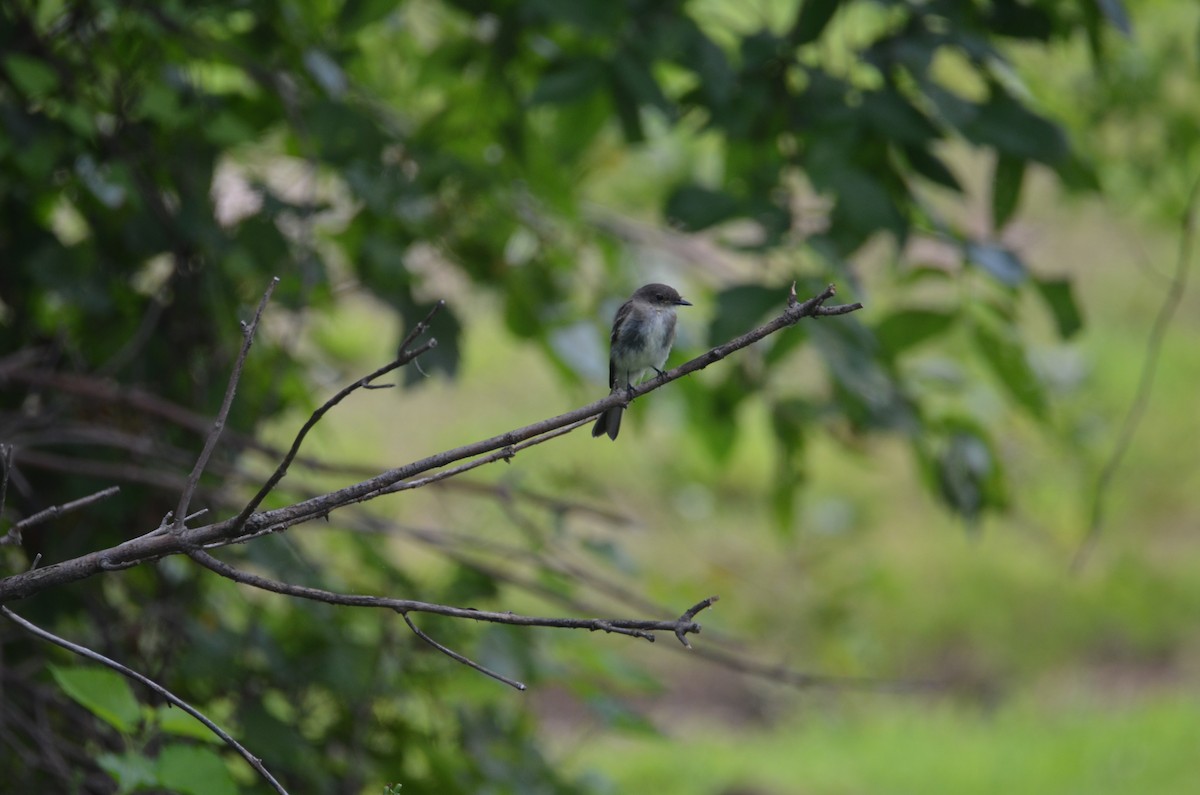 Eastern Phoebe - ML639636922