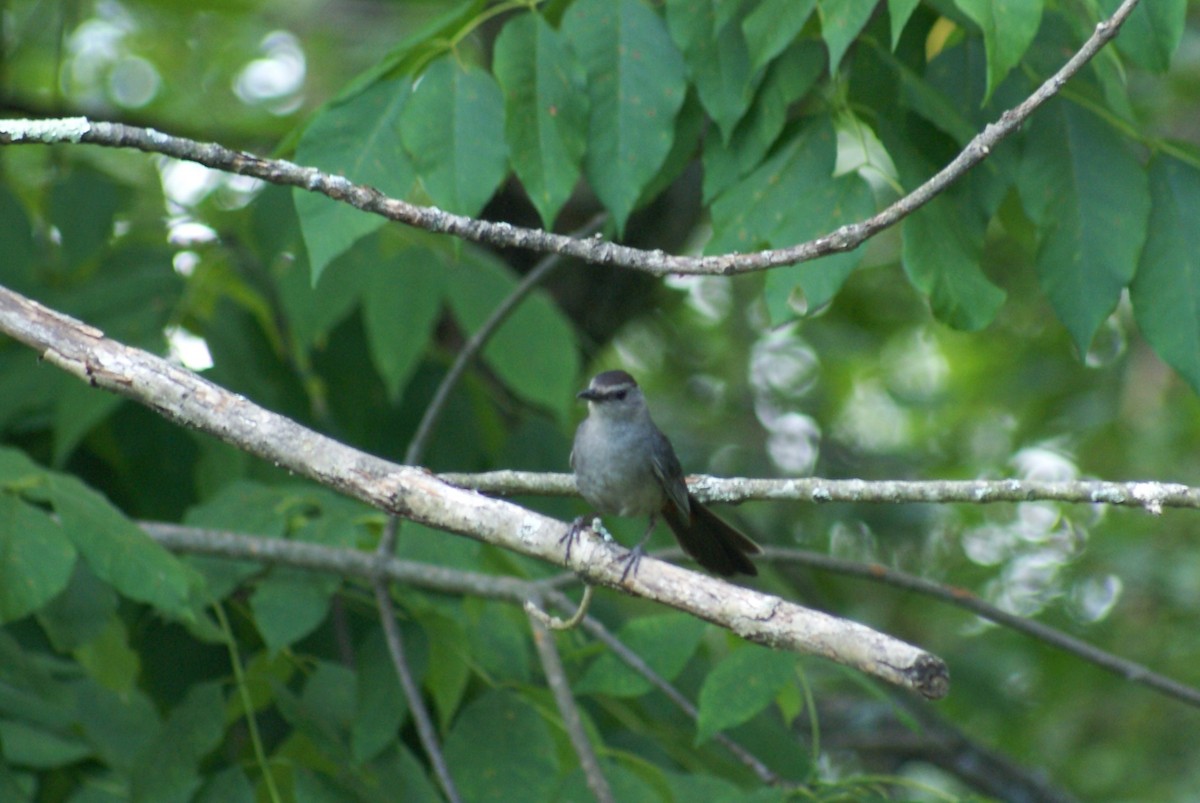 Gray Catbird - ML639636929