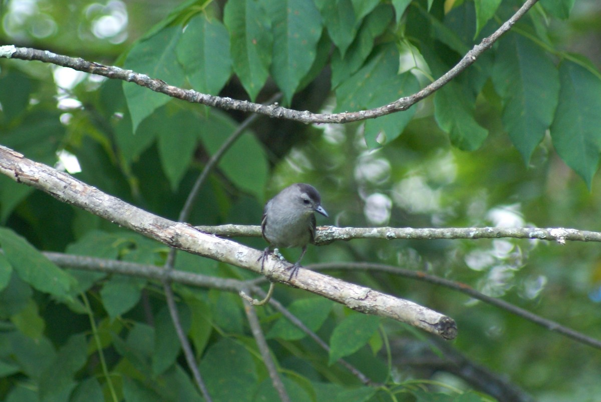 Gray Catbird - ML639636930