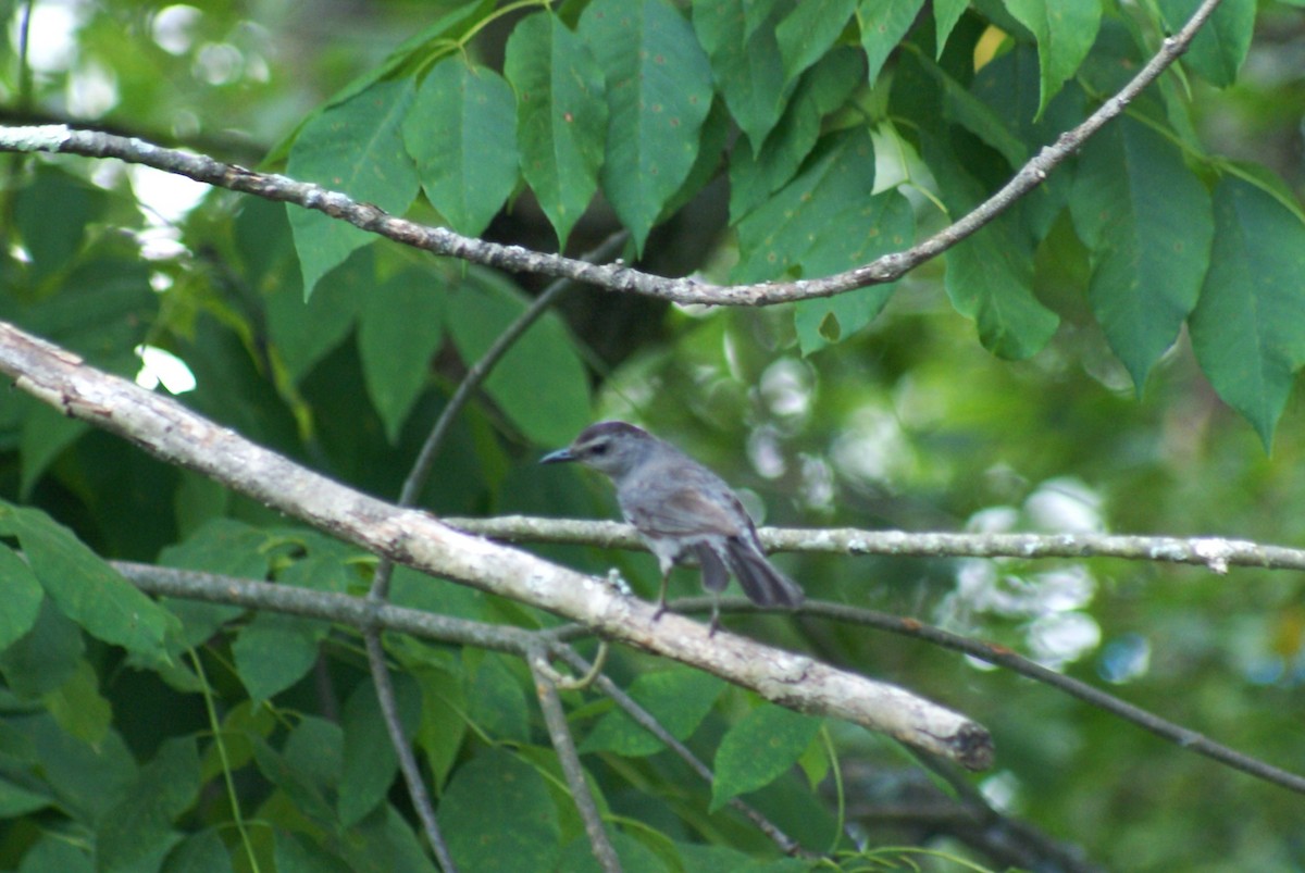 Gray Catbird - ML639636931