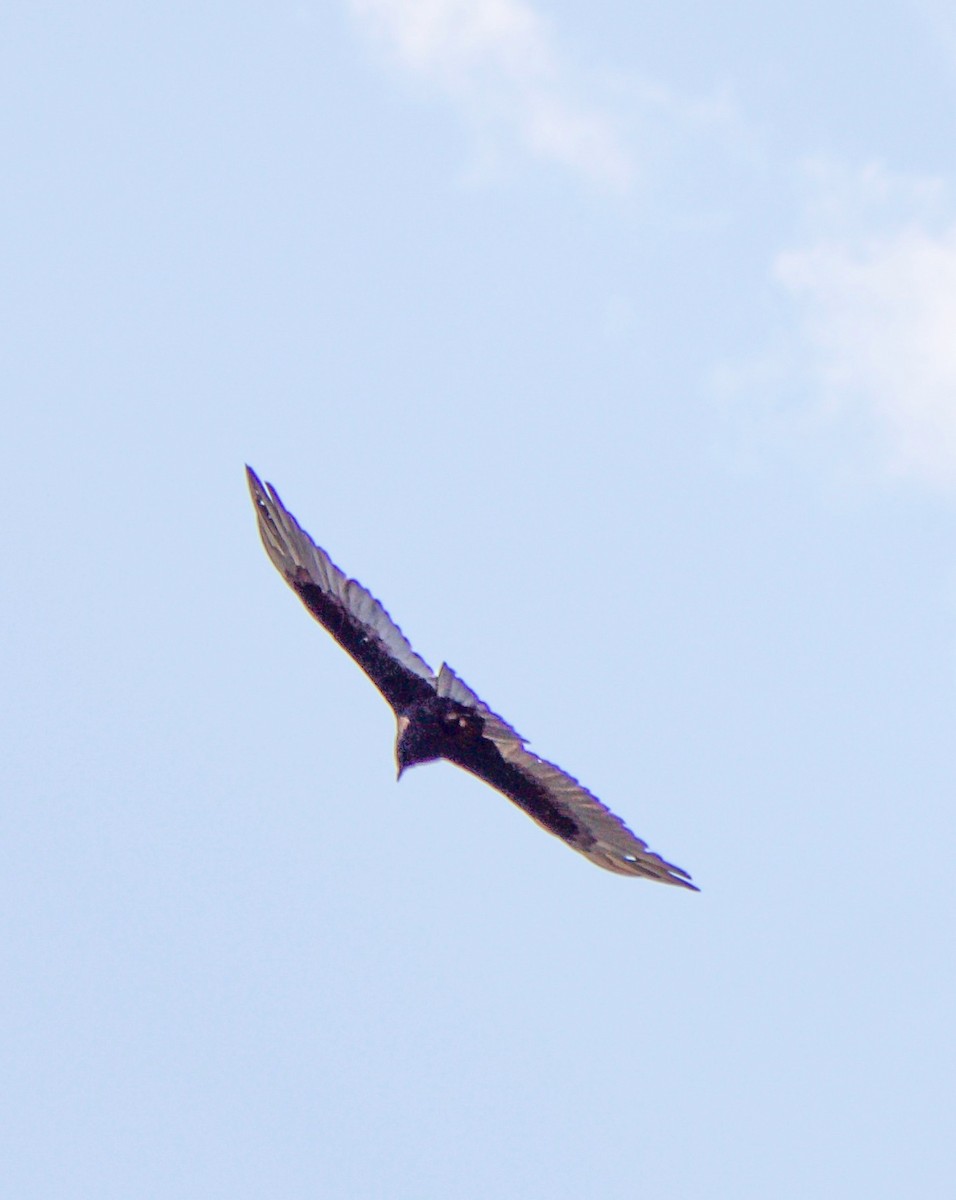 Turkey Vulture - ML639636940