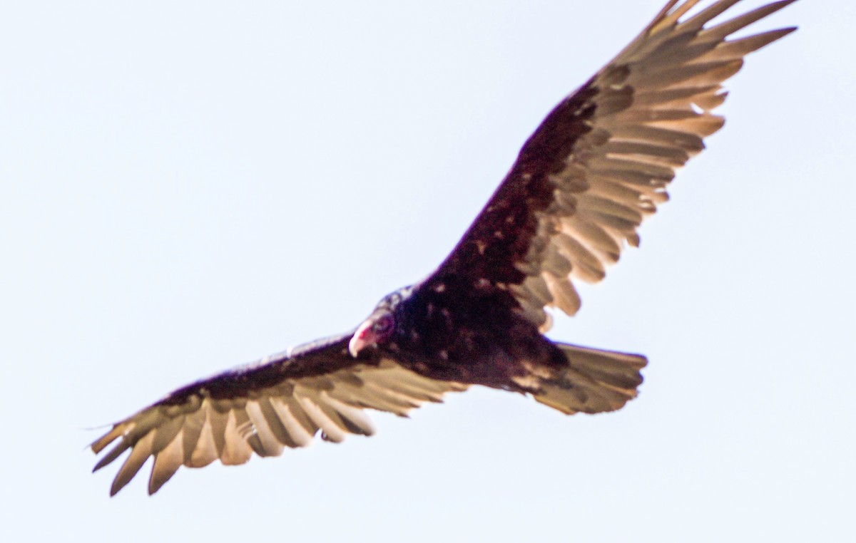 Turkey Vulture - ML639636941