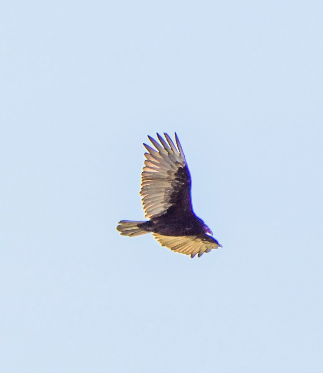 Turkey Vulture - ML639636942