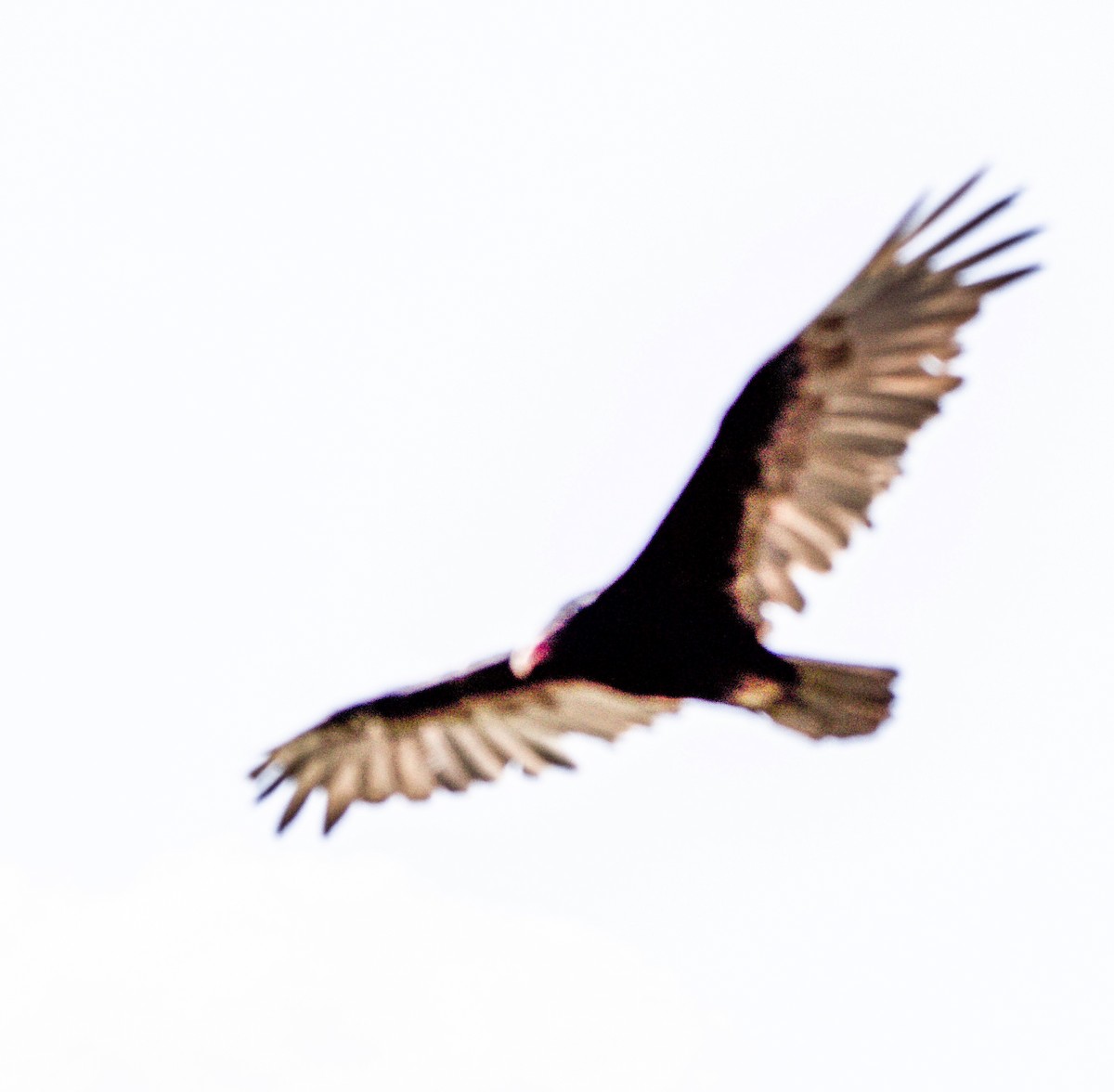 Turkey Vulture - ML639636943
