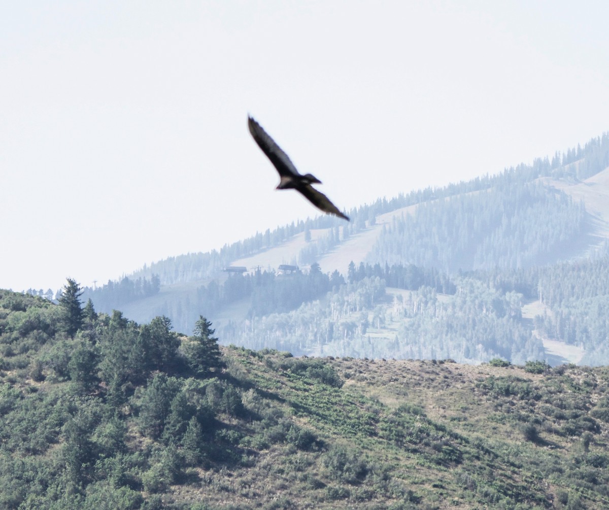 Turkey Vulture - ML639636944