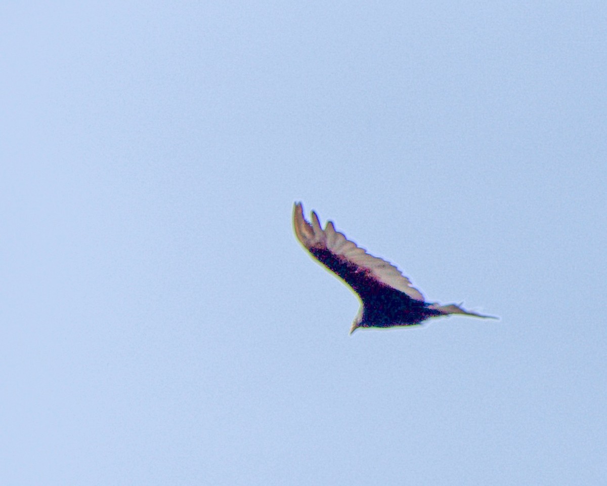 Turkey Vulture - ML639636945