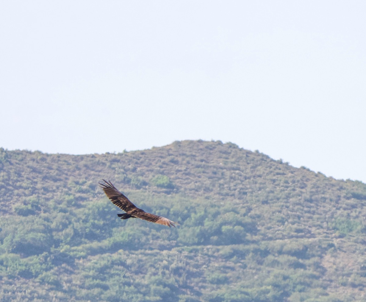 Turkey Vulture - ML639636946