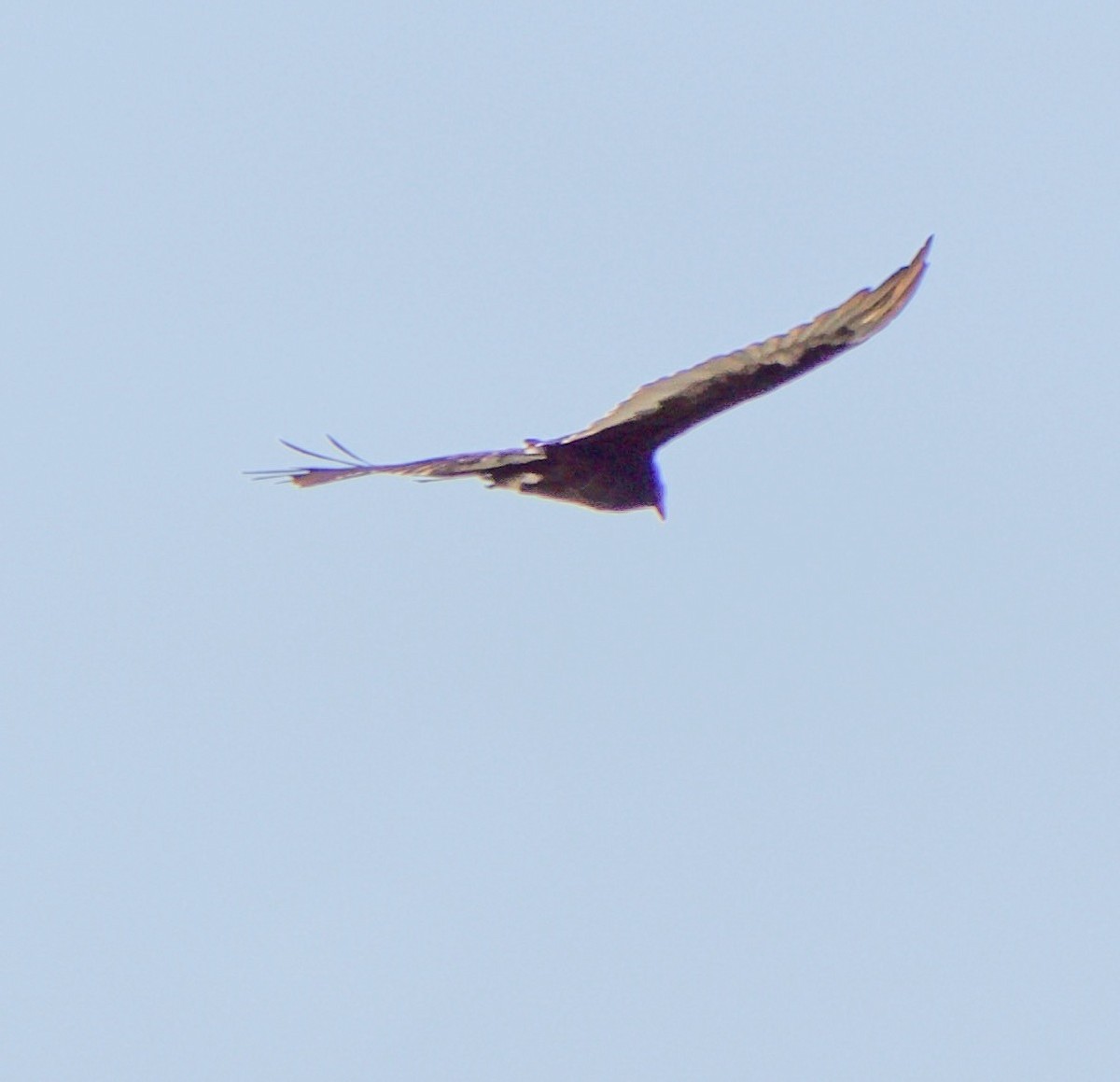 Turkey Vulture - ML639636948