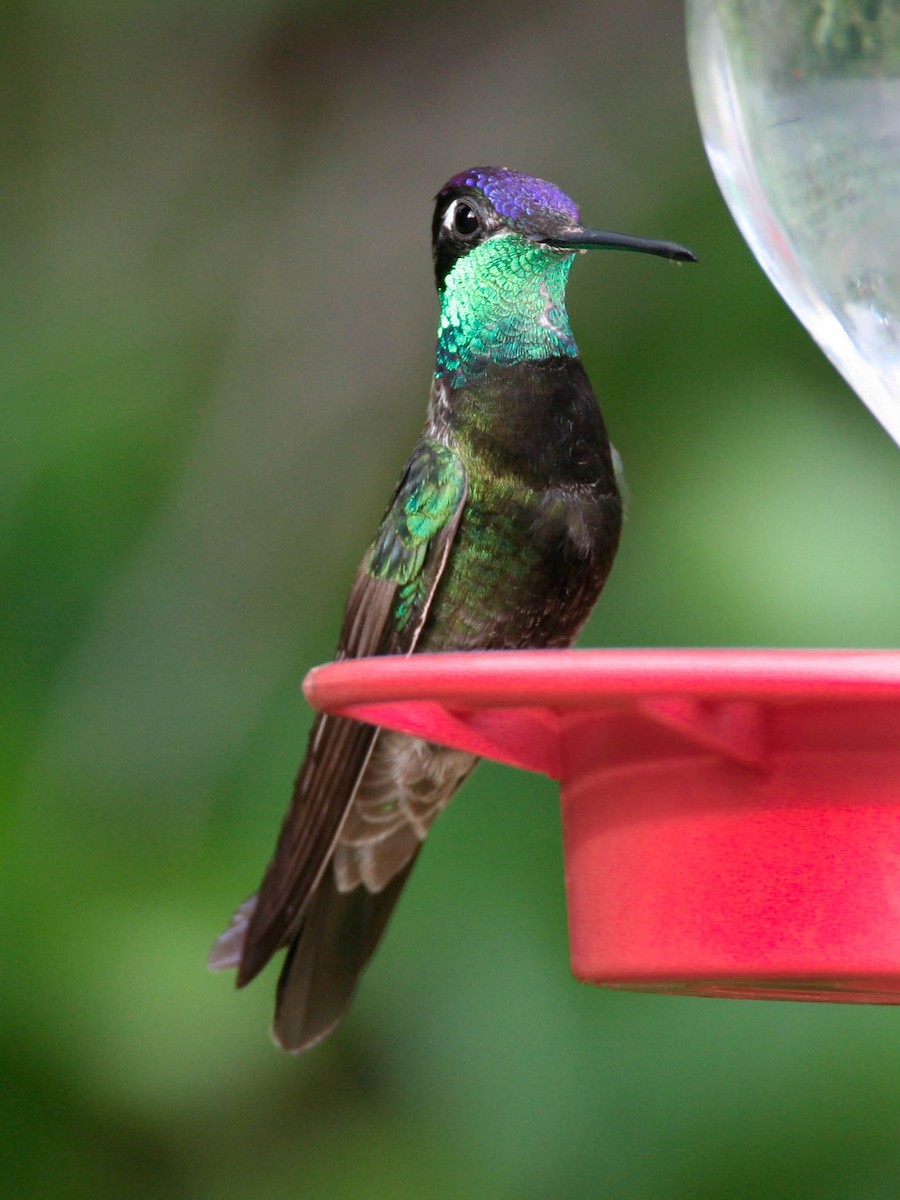 Violettkron-Brillantkolibri - ML639636950