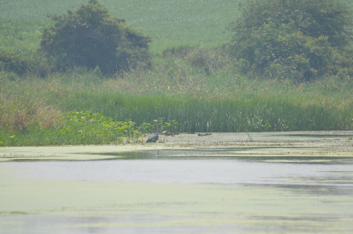 Garza Azulada - ML639637048