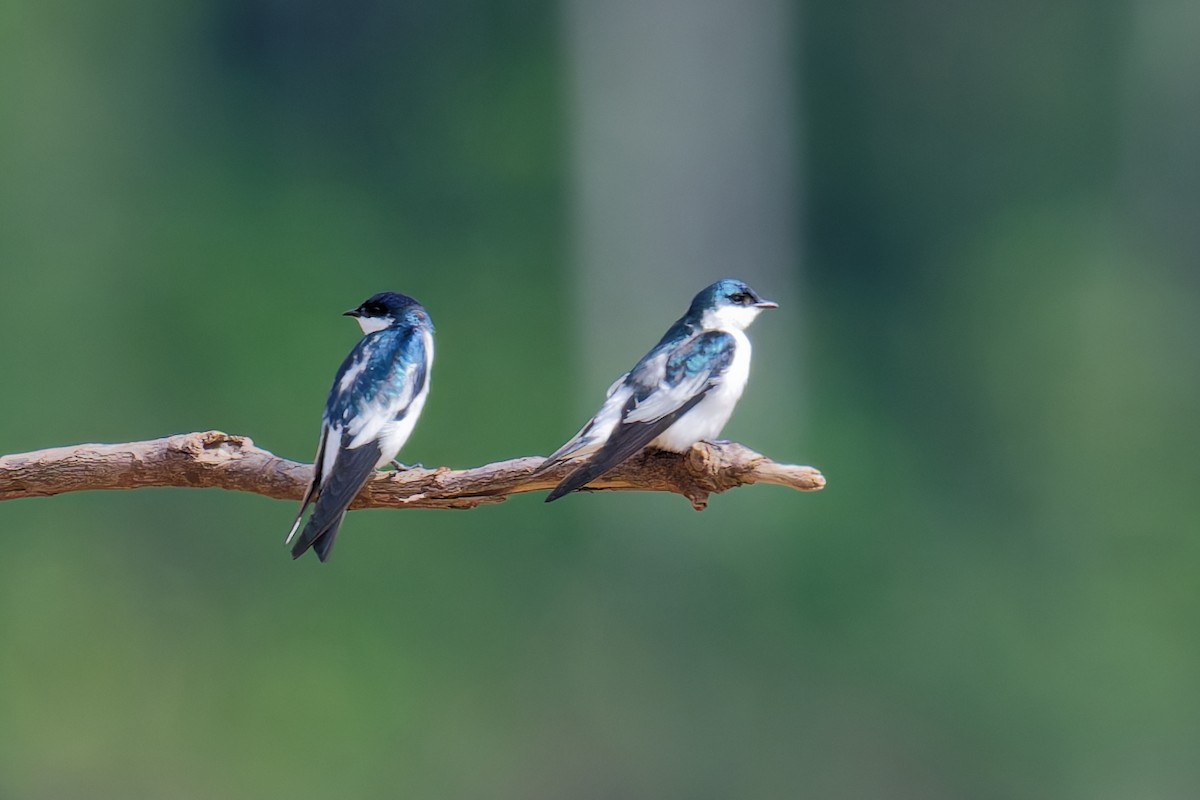 Golondrina Aliblanca - ML639637054