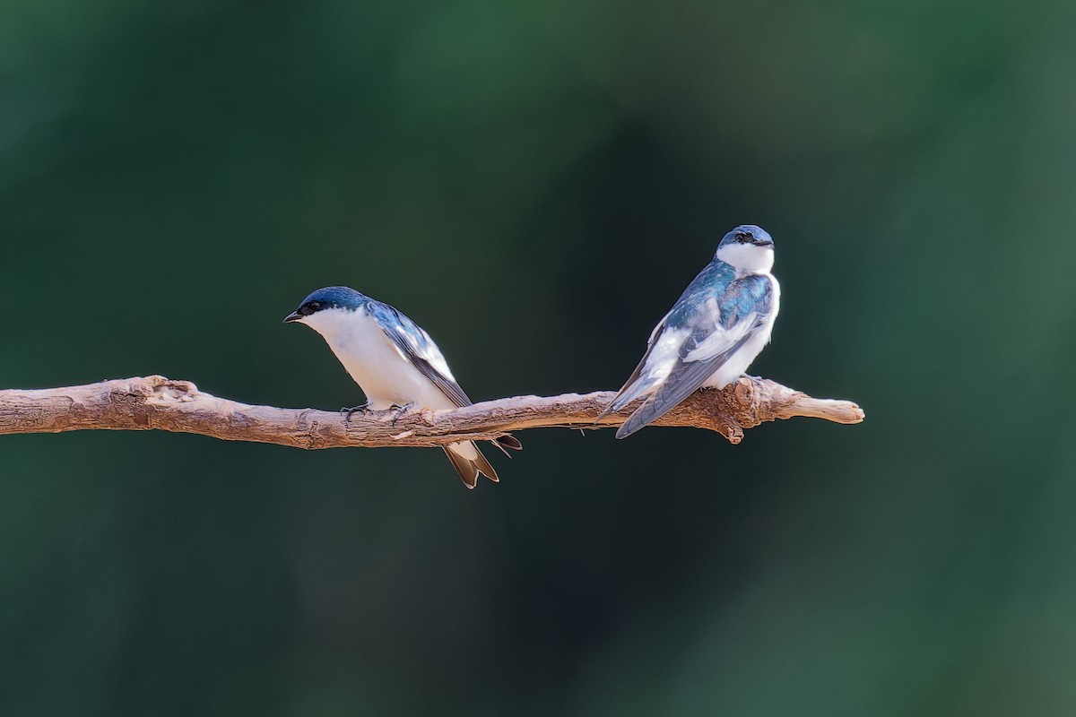 Golondrina Aliblanca - ML639637055