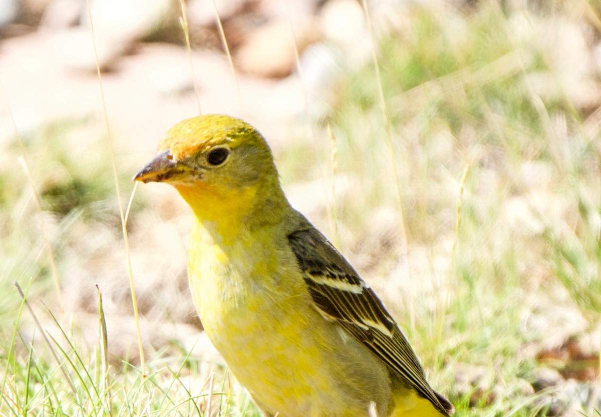 Piranga Carirroja - ML639637061