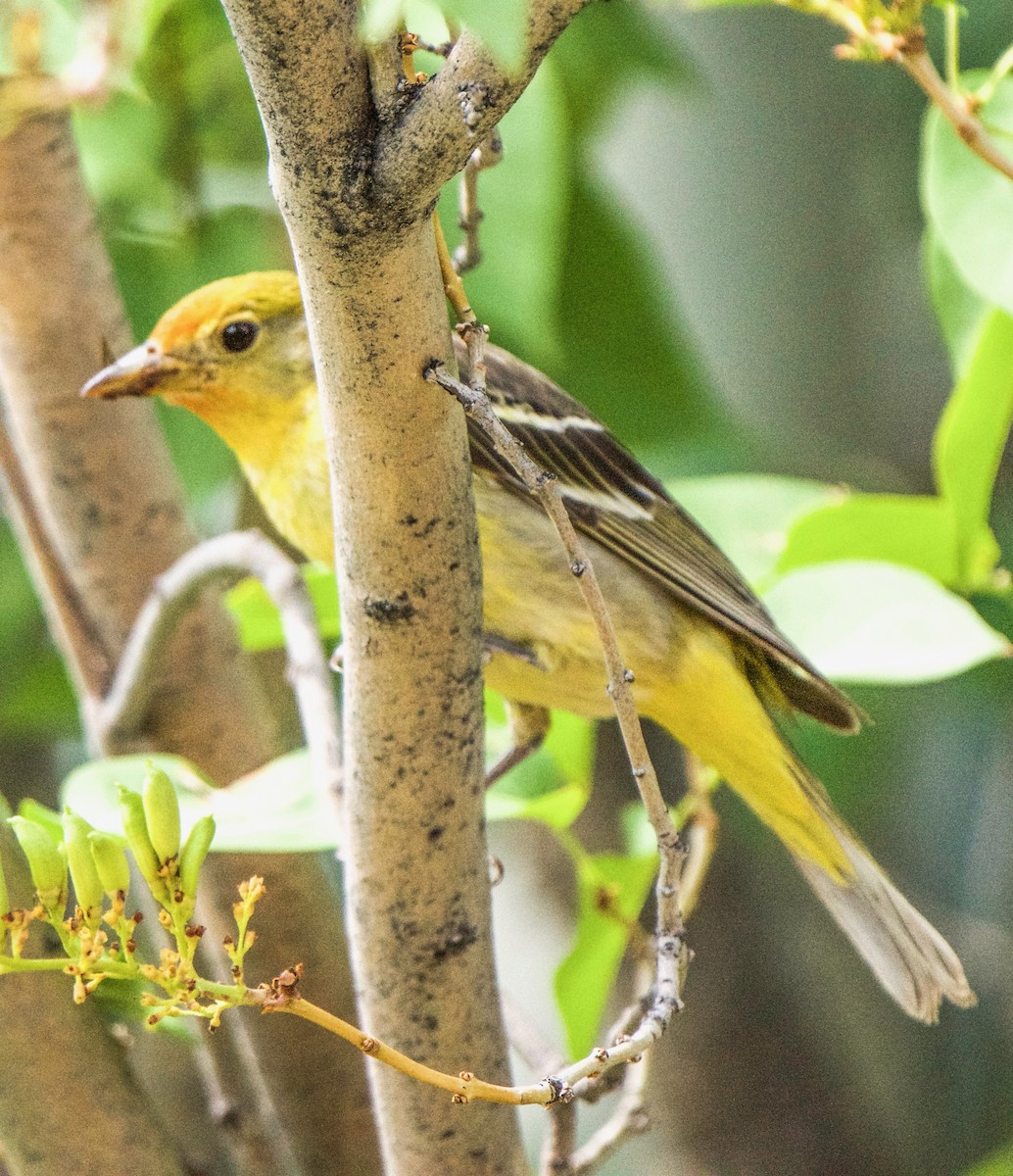 Piranga Carirroja - ML639637062
