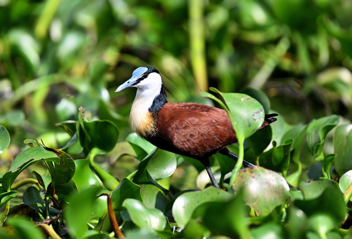 Jacana Africana - ML639637072