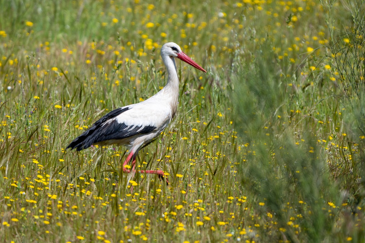 Cigüeña Blanca - ML639637076