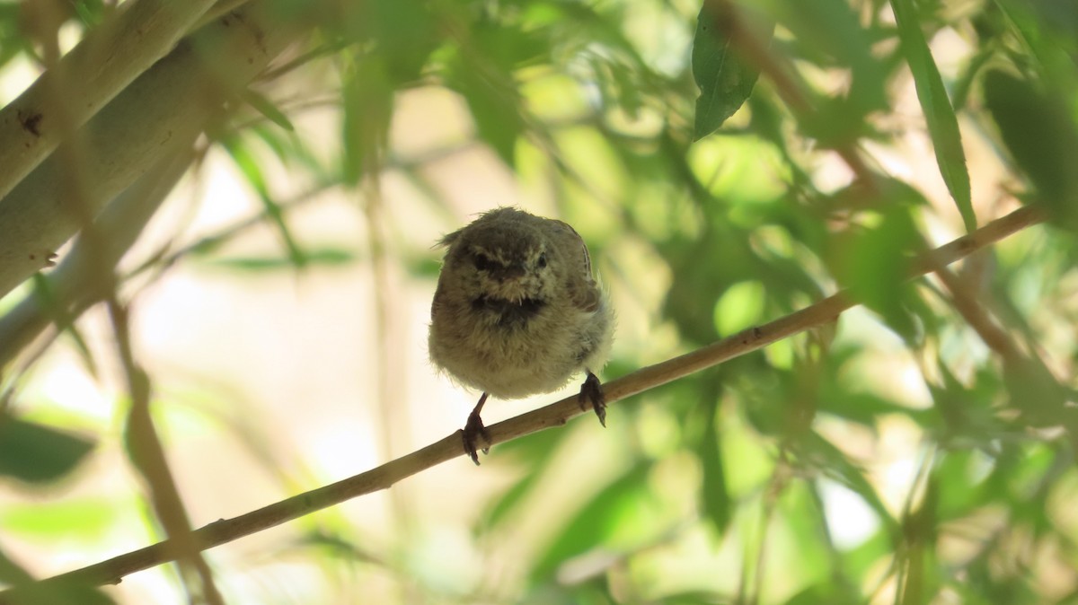 Plain Leaf Warbler - ML639637096