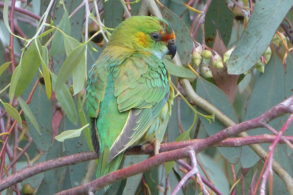 ムラサキガシラジャコウインコ - ML63963711