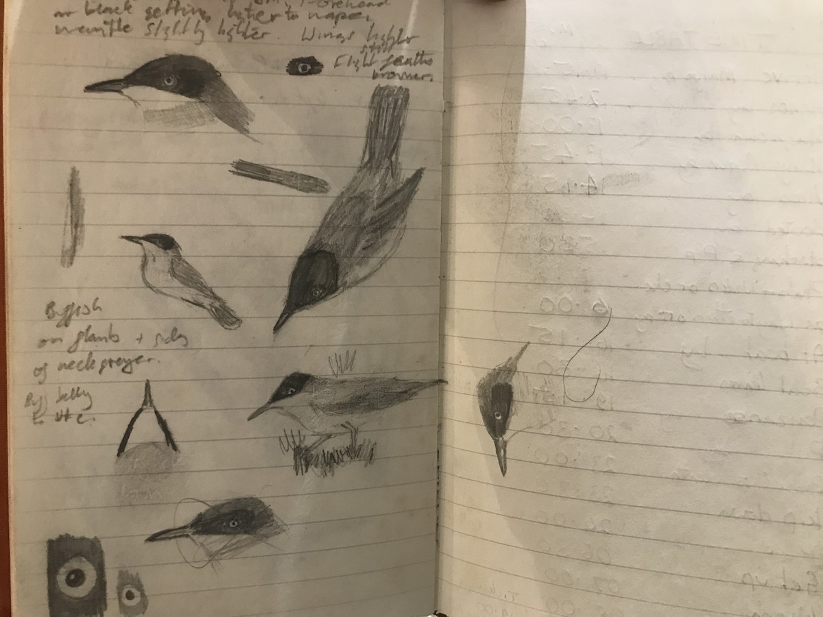 Bigia grossa - ML639637147