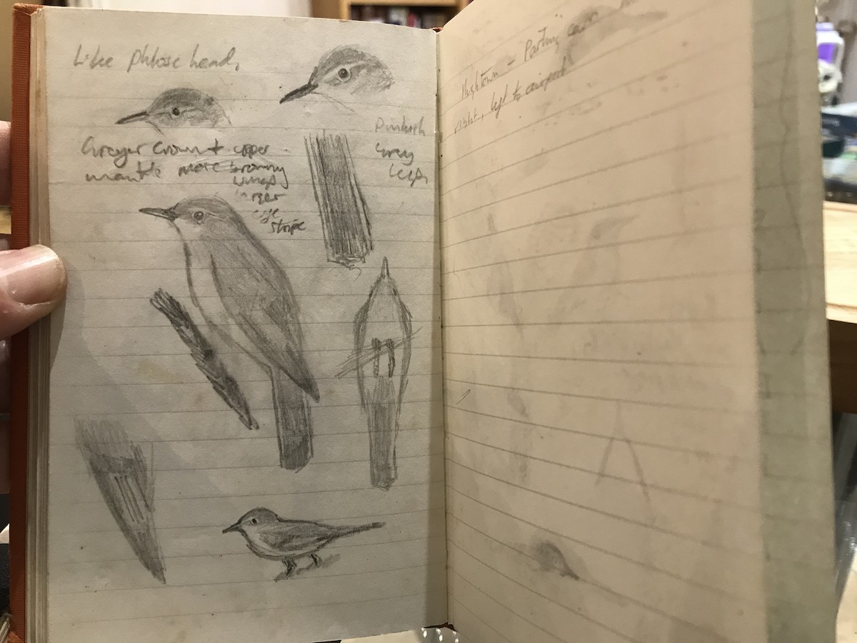 Canapino asiatico - ML639637193