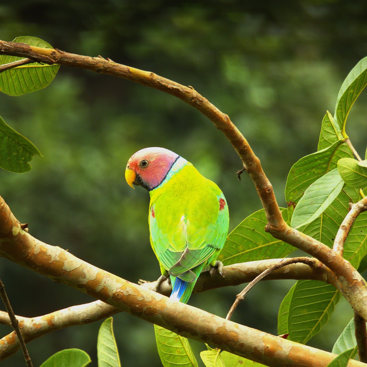 Plum-headed Parakeet - ML639637223