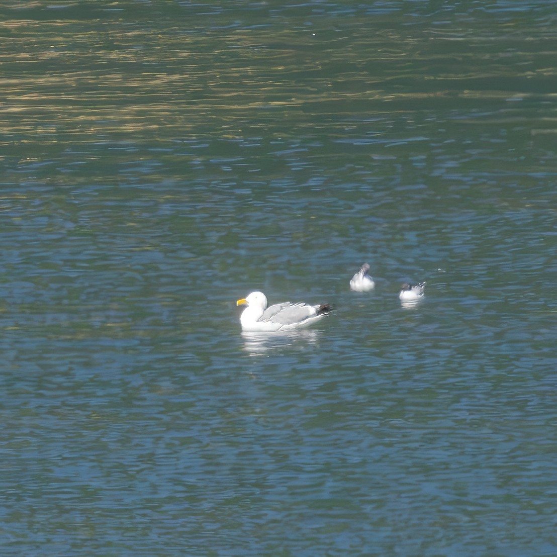 American Herring Gull - ML639637290