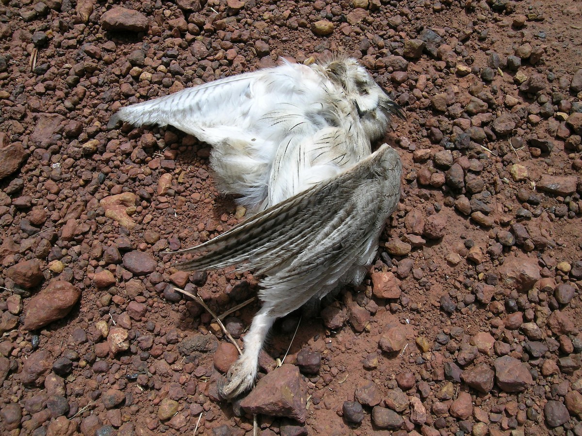 Northern White-faced Owl - ML639637317
