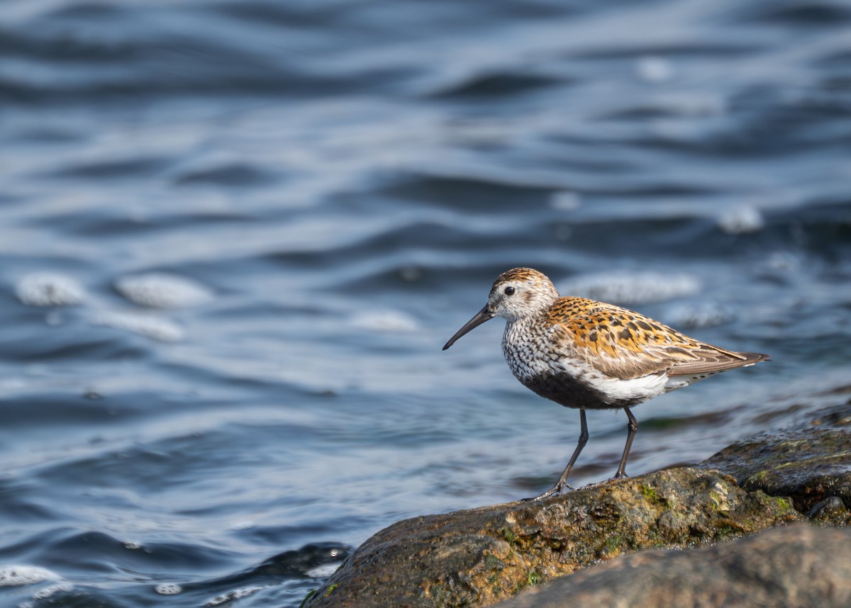 Dunlin - ML639637333