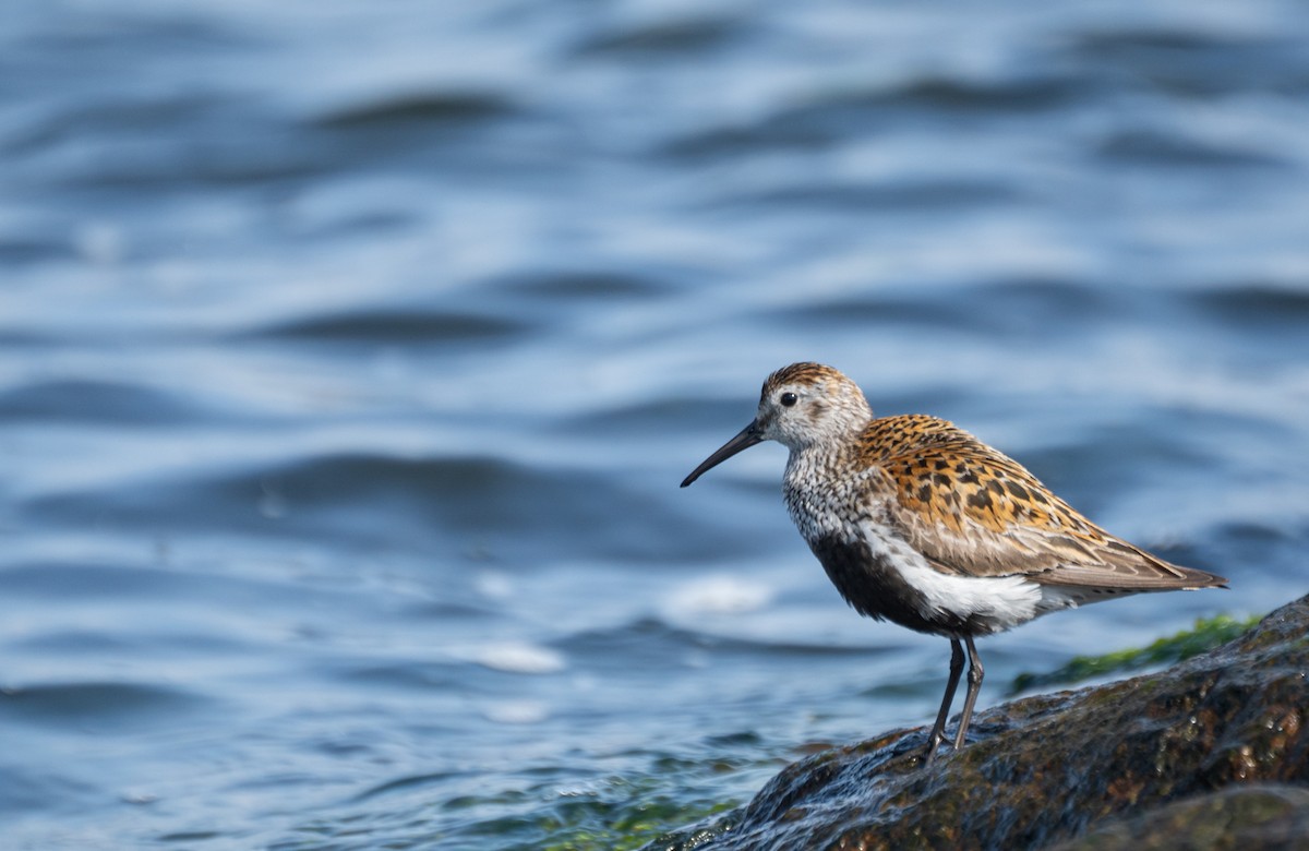 Dunlin - ML639637335