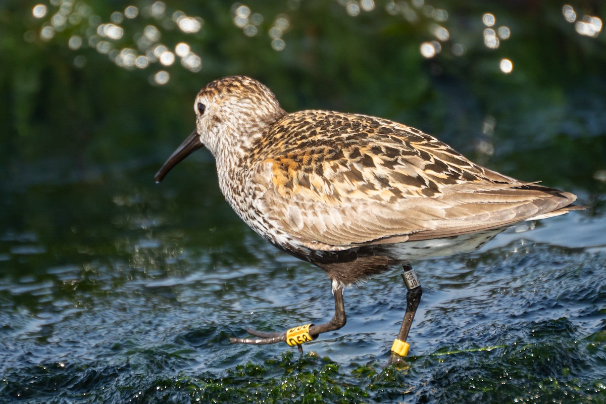 Dunlin - ML639637337