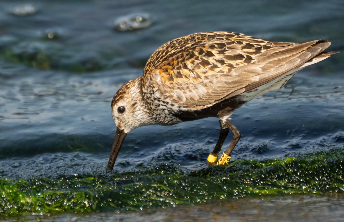 Dunlin - ML639637338