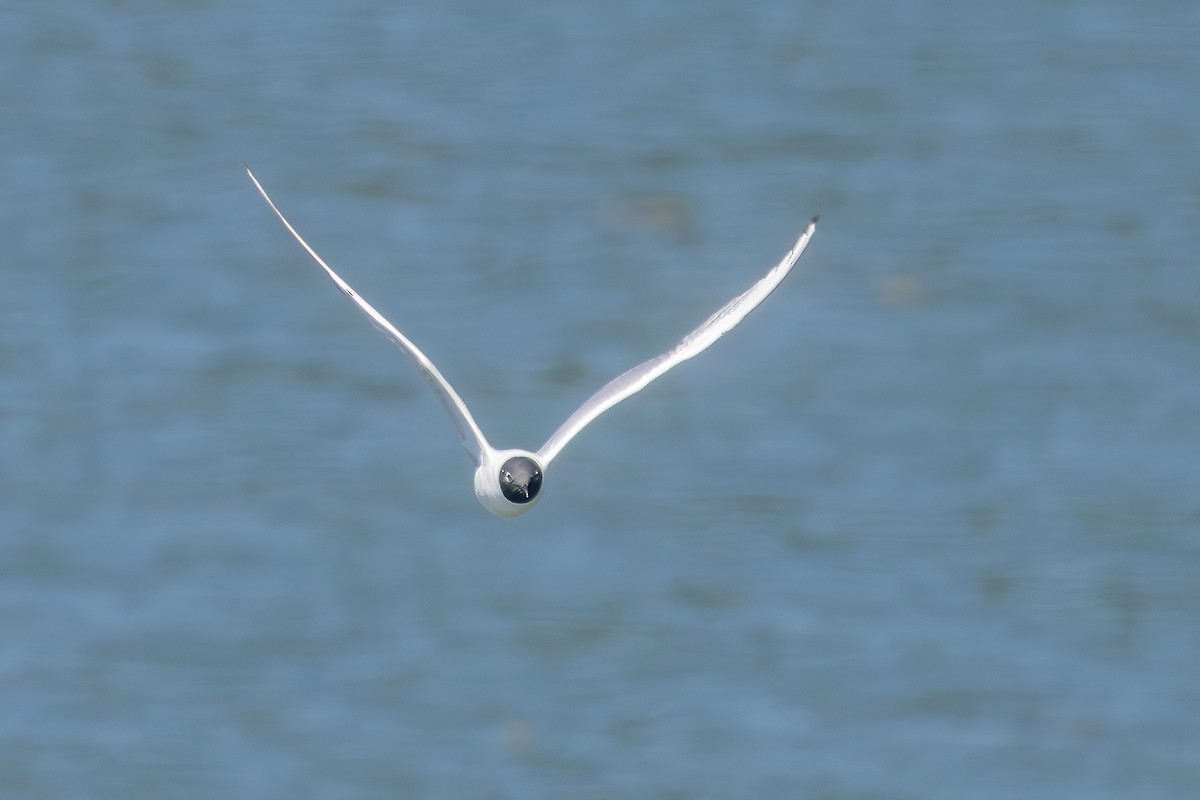 Bonaparte's Gull - ML639637364