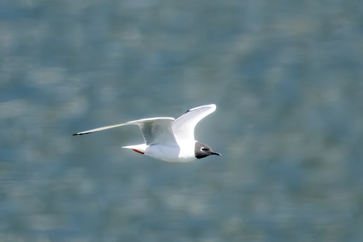 Bonaparte's Gull - ML639637368