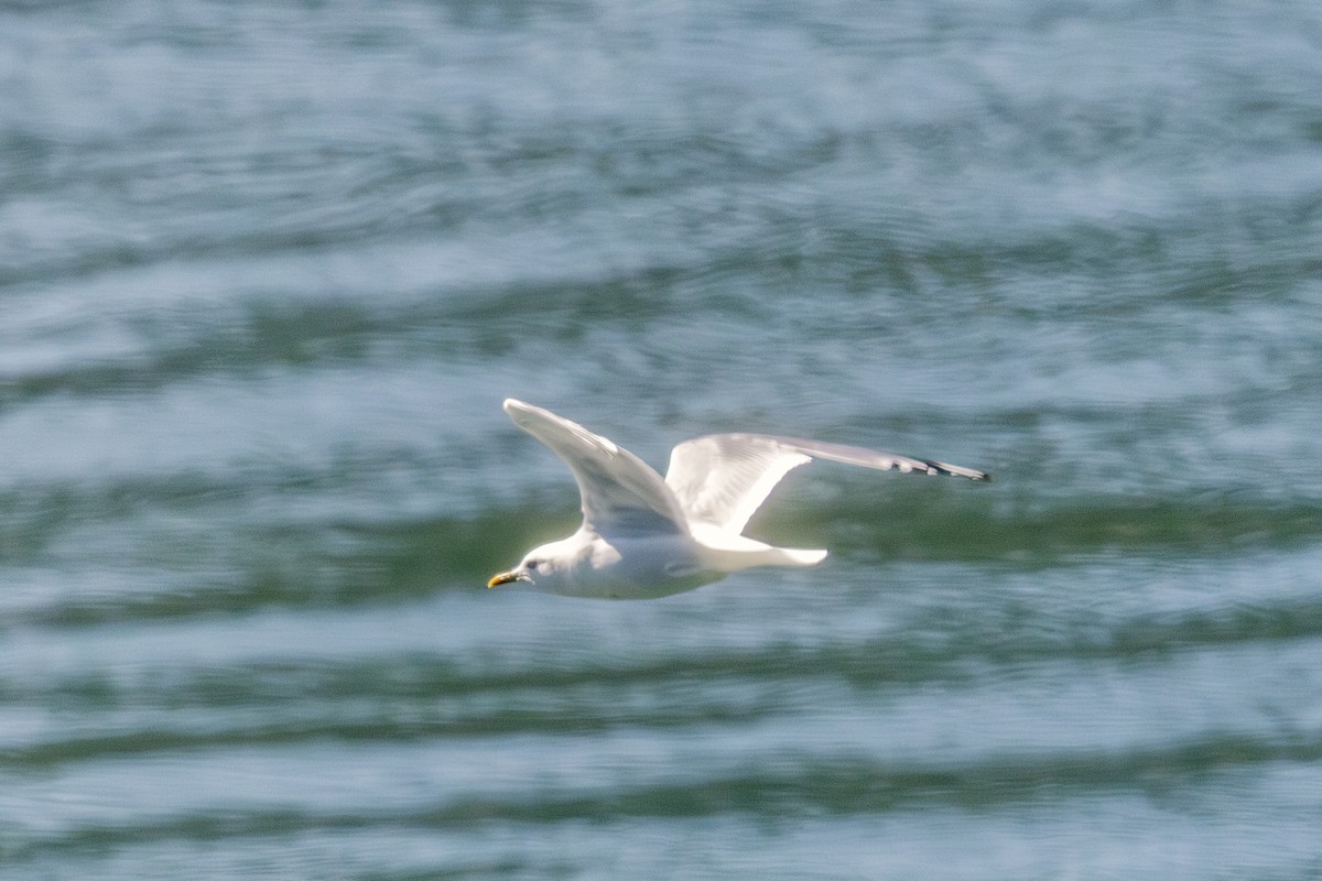 Short-billed Gull - ML639637382